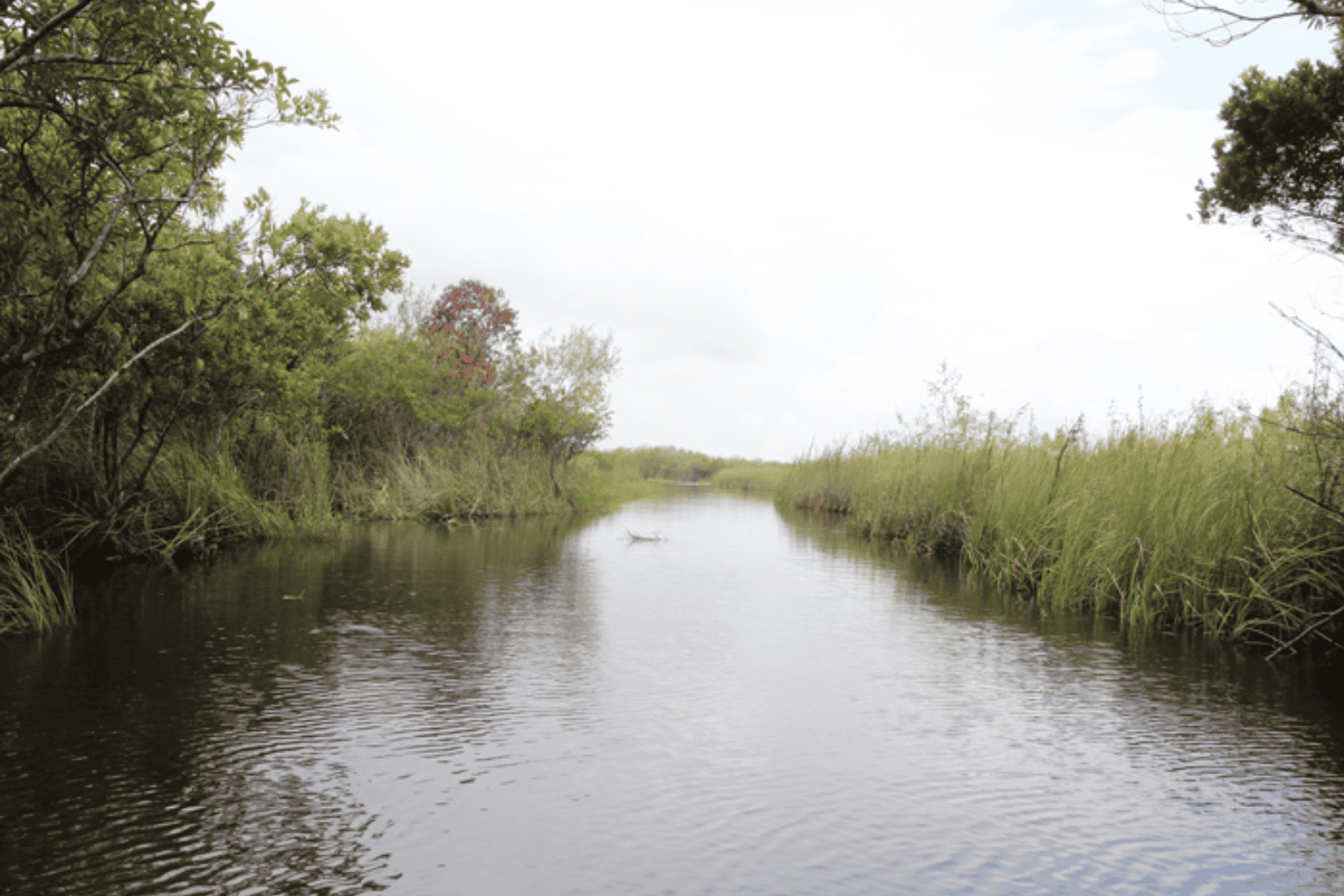 Everglades Bootstour