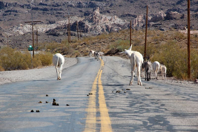 Oatman die besten Orte auf der Route 66 - Roadtrip USA - Reiseblog Bravebird