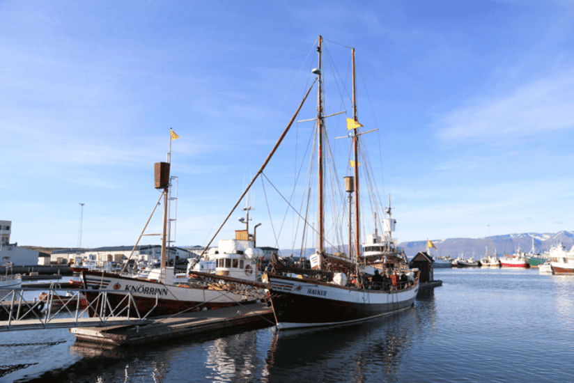 Island Husavik Wal Tour