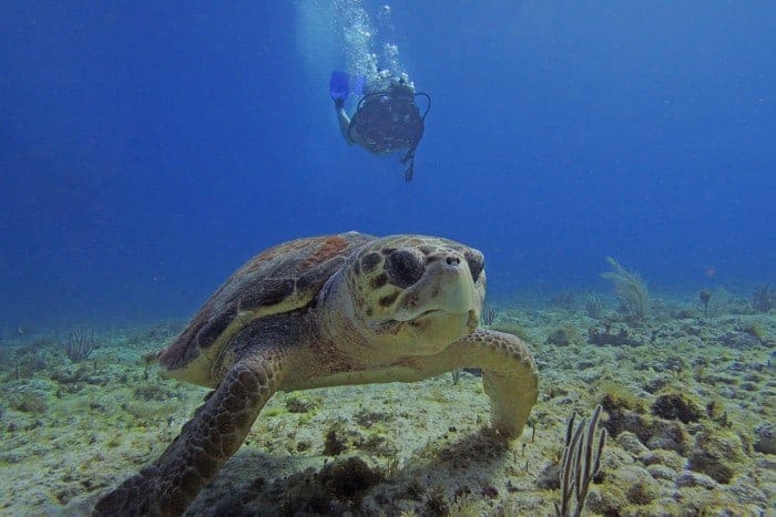 Tauchen mit Riesenschildkröte