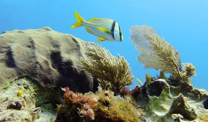 Isla Mujeres Tauchgang