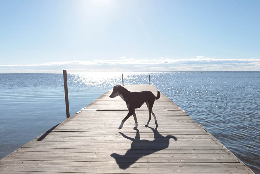 Öland Schweden Camping mit Hund - Reiseblog Bravebird