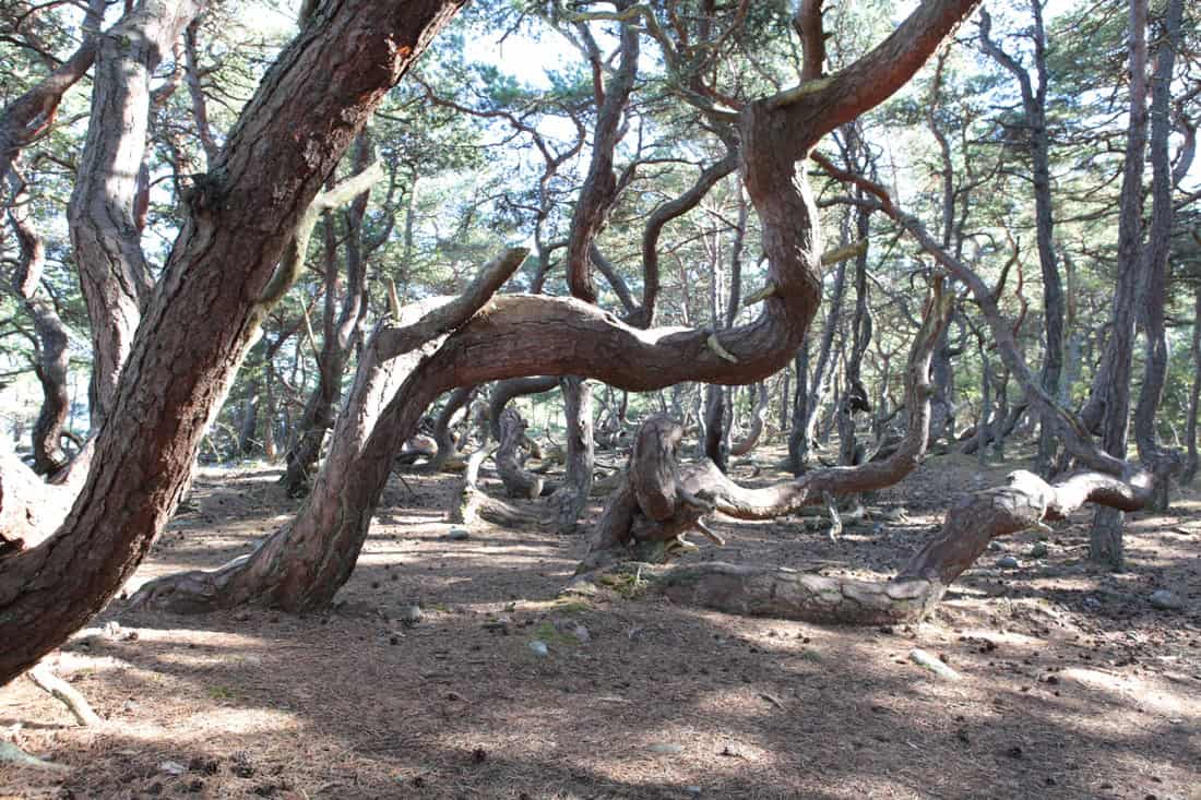 Öland Schweden Hexenwald - Reiseblog Bravebird