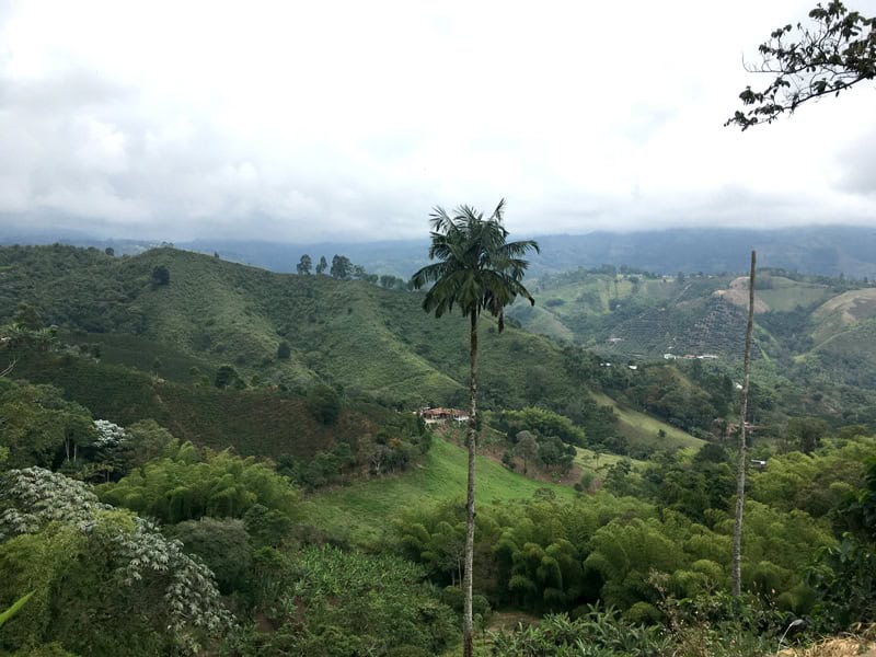 Kaffeeregion in Kolumbien - Rundreise Backpacking - Reiseblog Bravebird