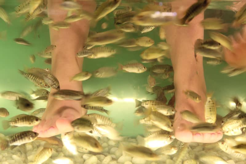 Fischpediküre ist Tierquälerei - Reiseblog Bravebird