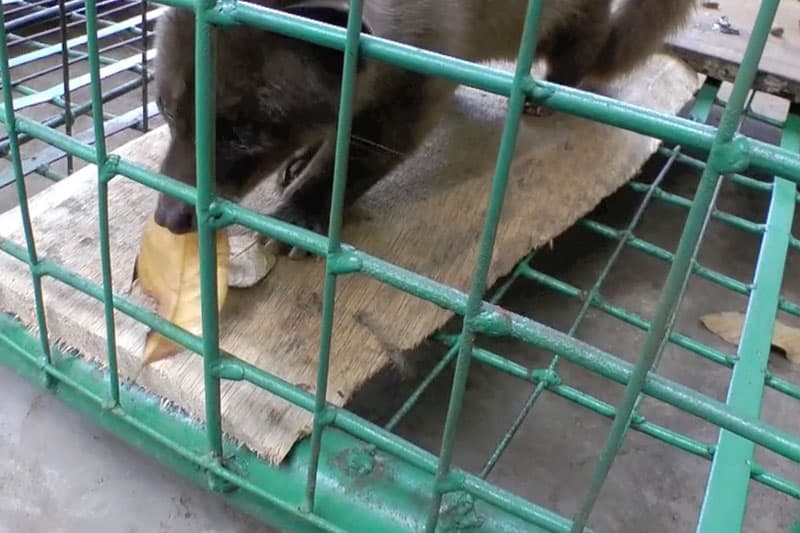 Schleichkatzen und Tierquälerei auf Bali - Reiseblog Bravebird