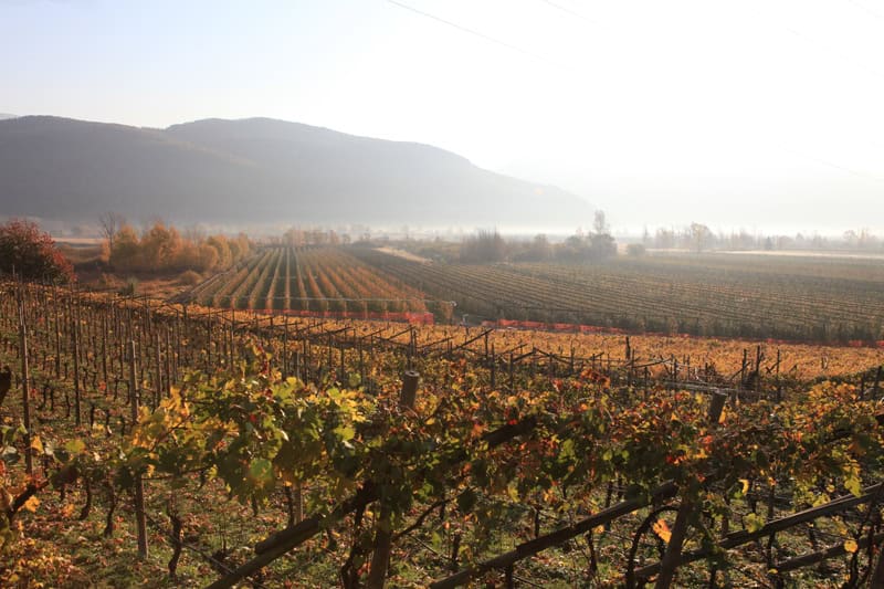 Weinberge Kalterer See - Südtirol - Reiseblog Bravebird