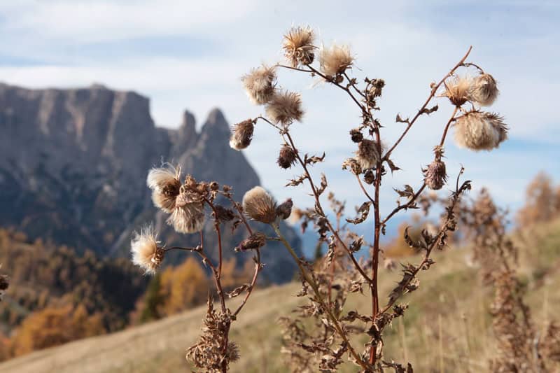 Seiser Alm im Herbst - Südtirol Reiseblog Bravebird