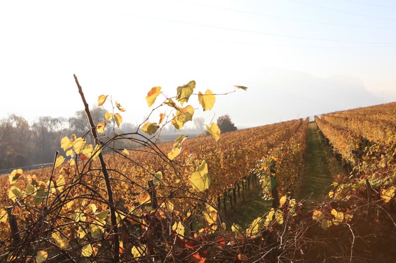 Südtirol Weinberge im Herbst - Kaltern - Reiseblog Bravebird