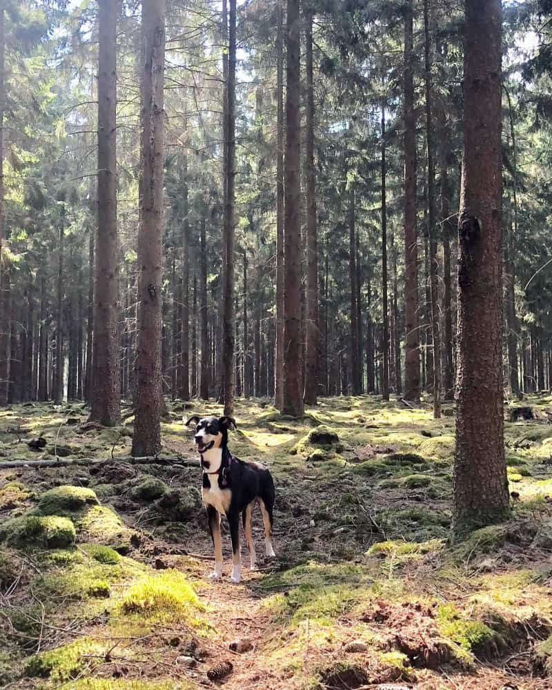 Göhrde Wanderung im Wendland - Reiseblog Bravebird