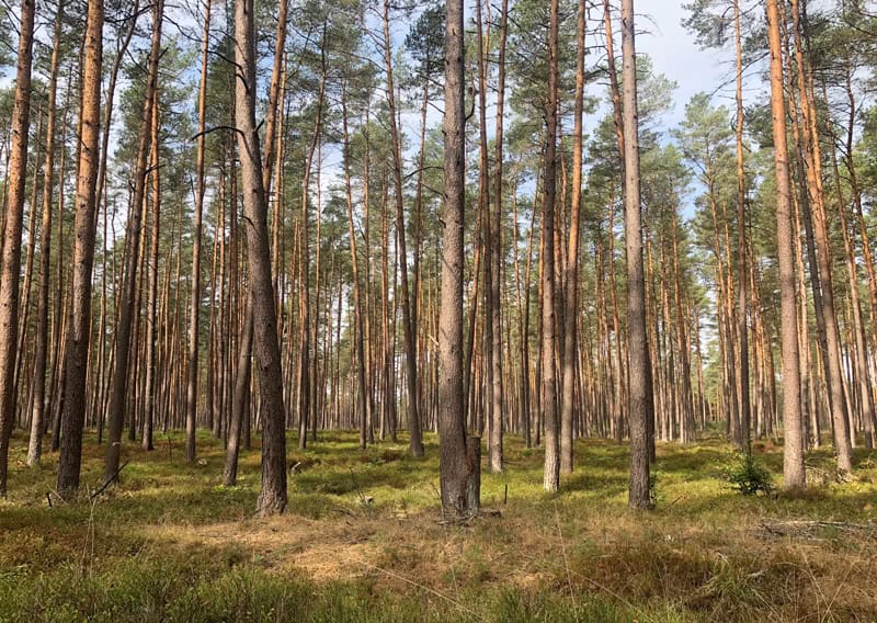 Wendland Wanderung durch die Göhrde - Reiseblog Bravebird