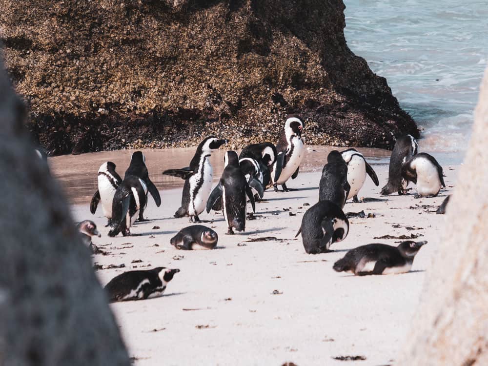 Boulders Beach Südafrika Kapstadt Tour - Reiseblog Bravebird