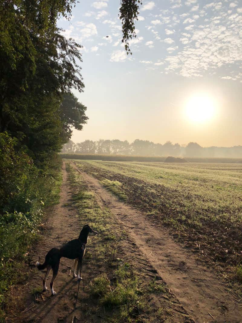 Holland Ferienwohnung Veluwe - Reiseblog Bravebird