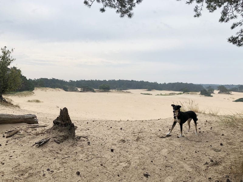 Hulshorsterzand - Dünen in Gelderland - Reiseblog Bravebird