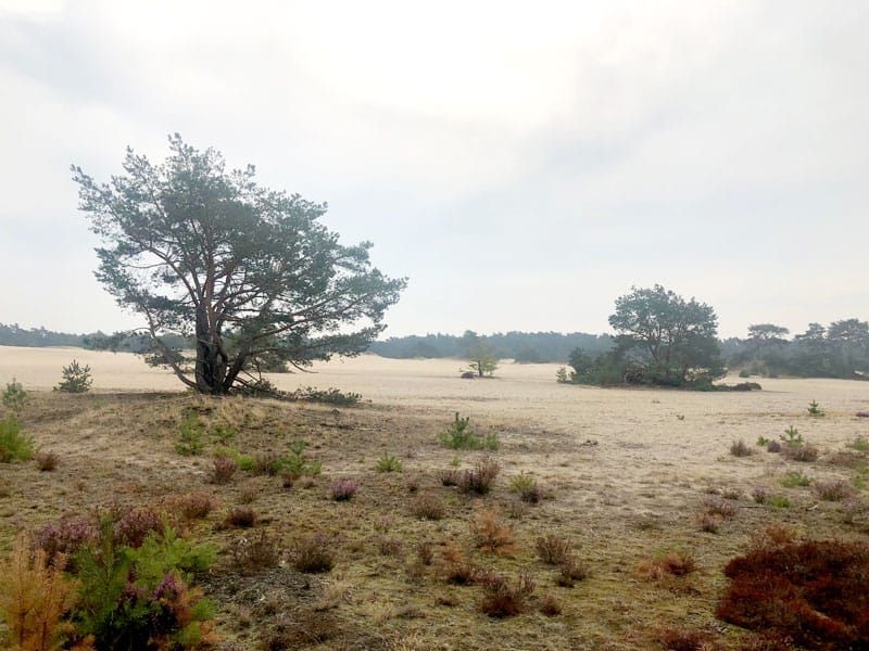 Hulshorsterzand - Dünen in Gelderland - Reiseblog Bravebird