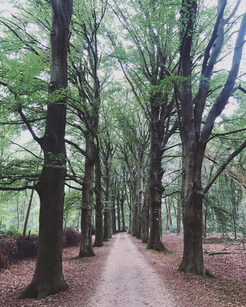 Holshorst Wälder - Reiseblog Bravebird