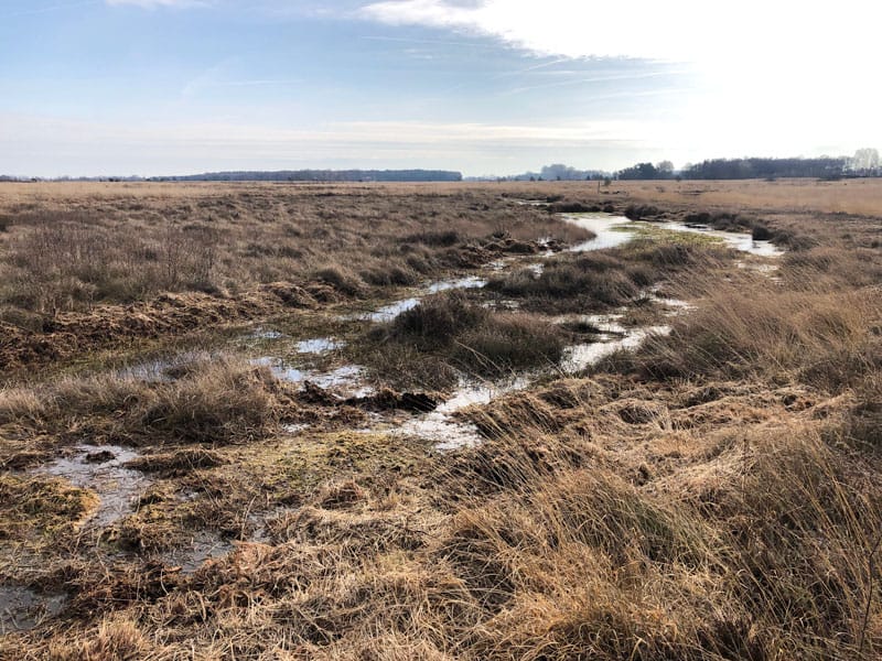 Heide und Moor in Niedersachsen - Oppenweher Moor - Reiseblog Bravebird