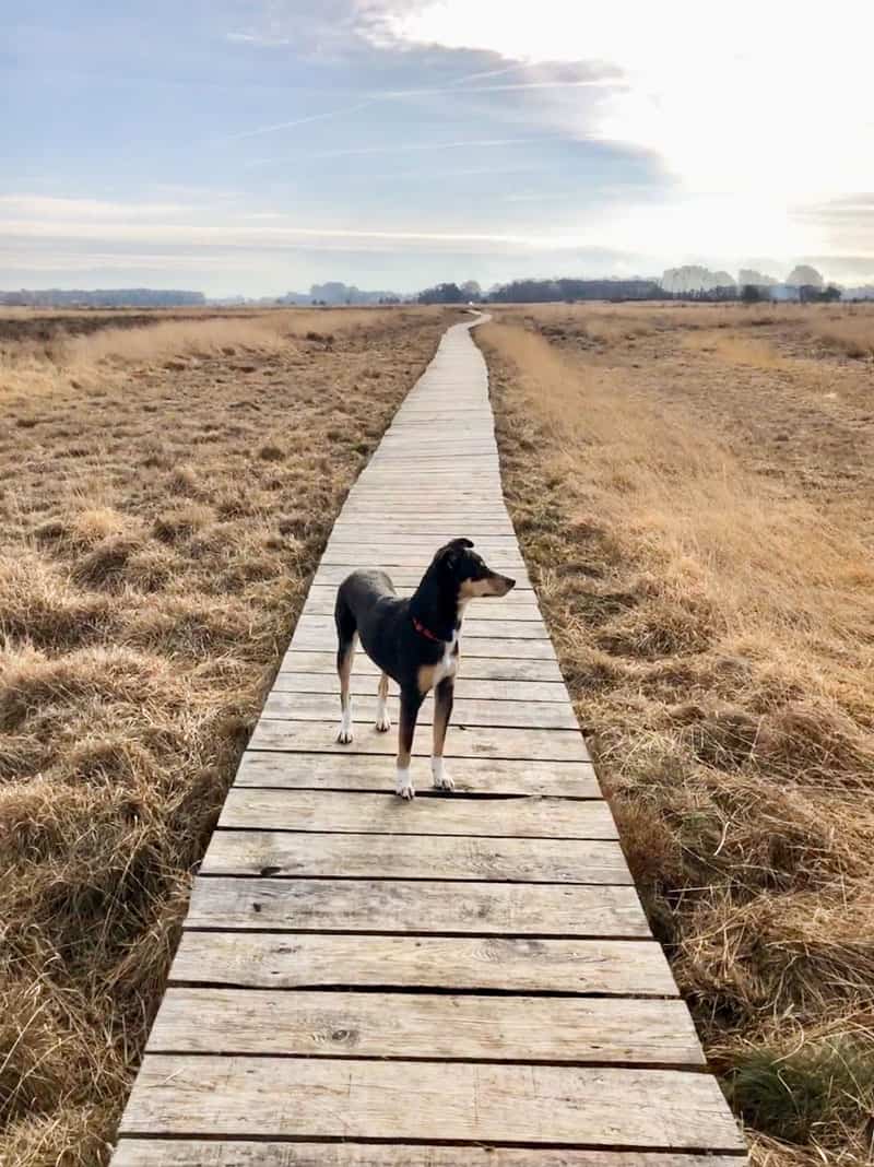 Oppenweher Moor - Niedersachsen - Reiseblog Bravebird