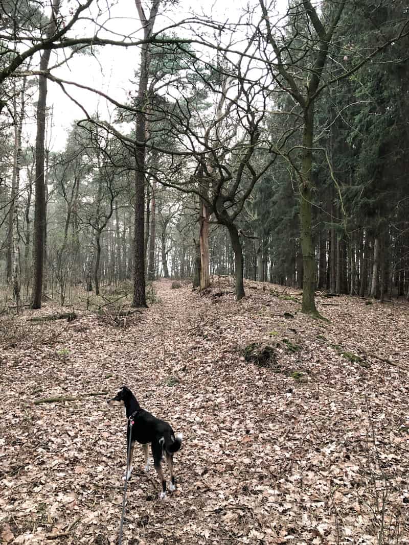 Urlaub in Niedersachsen - Reiseblog Bravebird