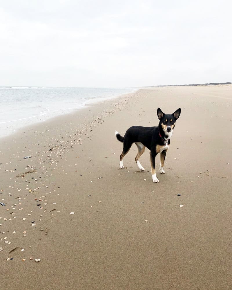 Den Haag mit Hund - Scheveningen - Reiseblog Bravebird