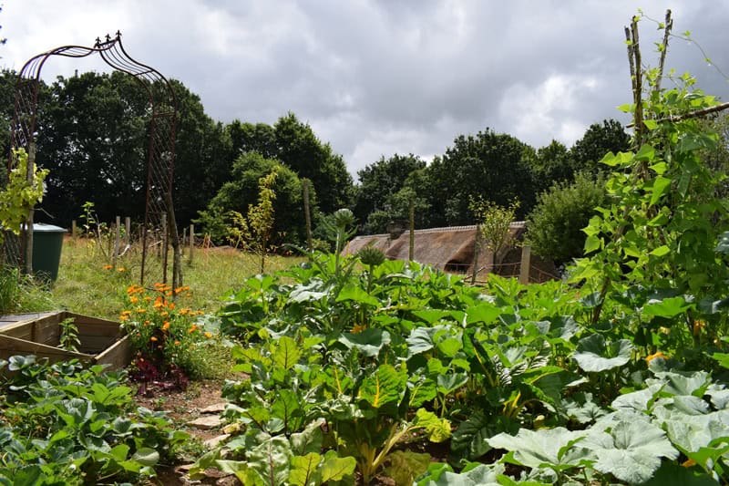 Eigenanbau von Gemüse und Obst - Regine Rompa als Selbstversorgerin - Reiseblog Bravebird