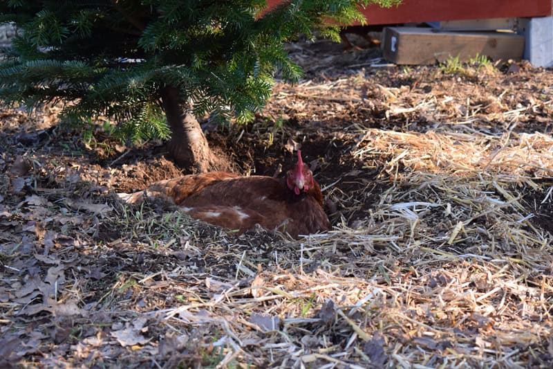 Glückliches Hühnerleben - Regine Rompa auf ihrem Hof in Frankreich - Reiseblog Bravebird
