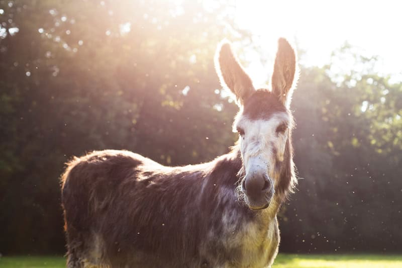 Auswandern und auf dem Land leben - Selbstversorger - Reiseblog Bravebird