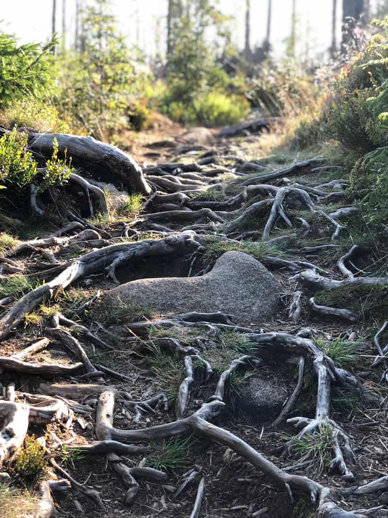 Harz Wanderung um den Oderteich herum - Reiseblog Bravebird