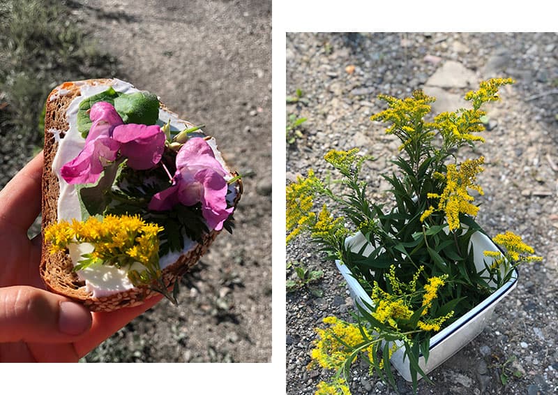 Kräuterkurs Schnibbe im Harz - Reiseblog Bravebird