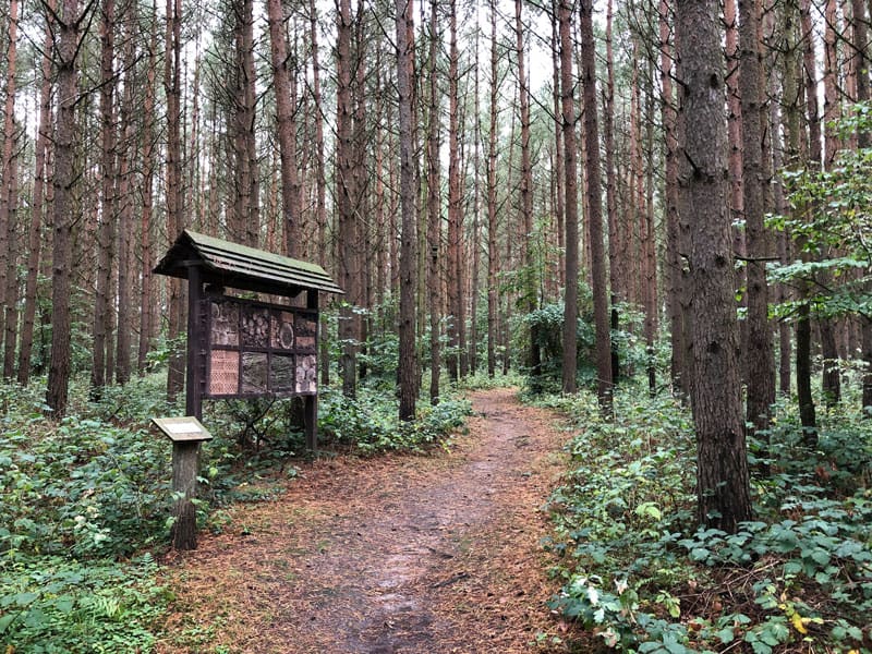 Wald der Sinne bei Buddenhagen - Reiseblog Bravebird