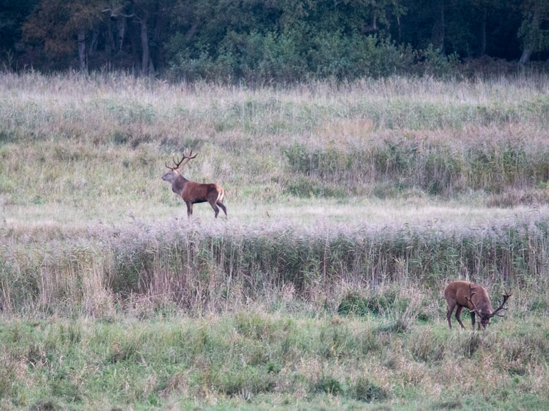 Foto-Safari Hirsche Fischland Darß - Reiseblog Bravebird