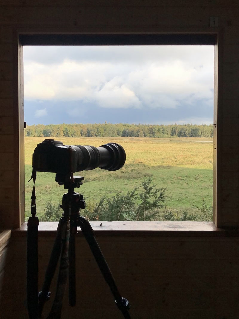 Fotografie Kurs im Darßer Wald - Hirsche - Reiseblog Bravebird