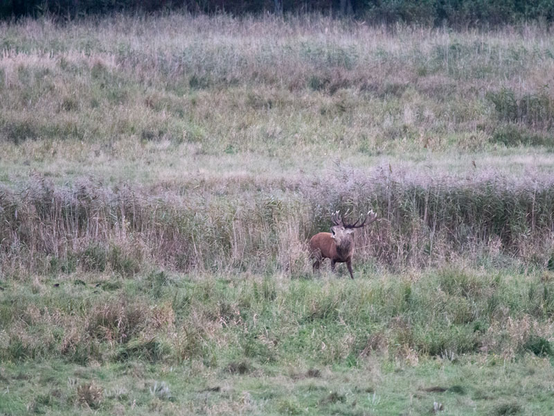 Foto-Safari Hirsche Fischland Darß - Reiseblog Bravebird