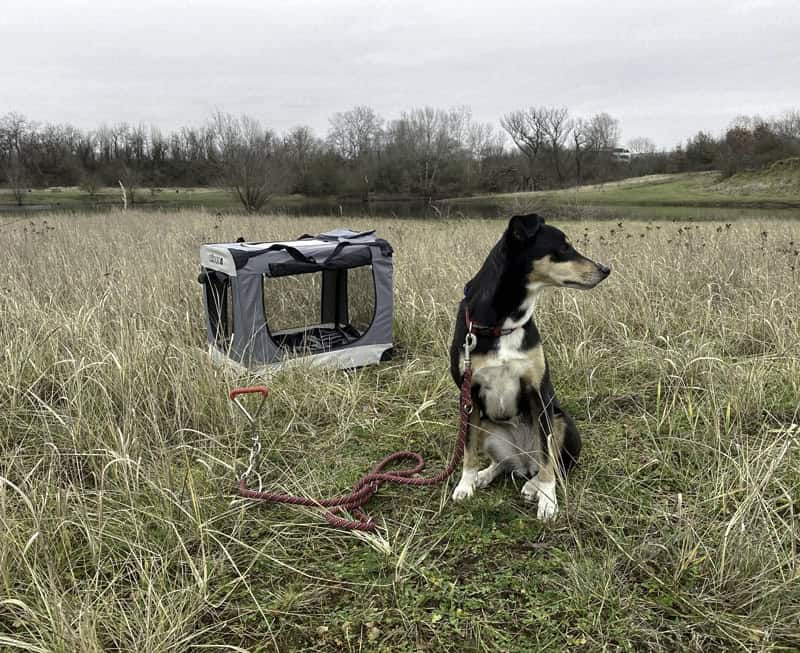 Lüftungsgitter Auto - Frischluftgitter für Hunde für das Autofenster