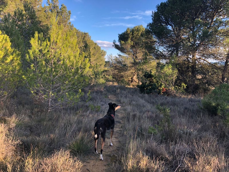 Camping-Zubehör für Urlaub mit dem Hund