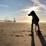 Verreisen mit Hund - Packliste und Zubehör - Reiseblog Bravebird