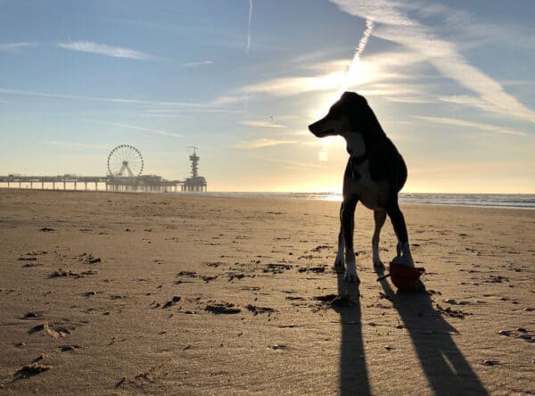 Verreisen mit Hund - Packliste und Zubehör - Reiseblog Bravebird