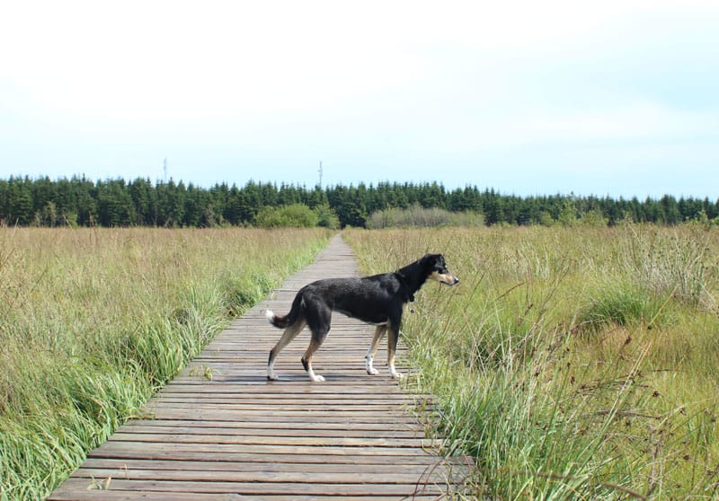 Hohes Venn Belgien Wanderung - Reiseblog Bravebird