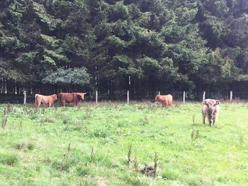 Hohes Venn Belgien Wanderung - Reiseblog Bravebird