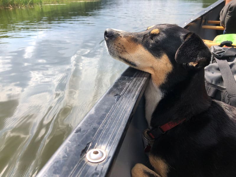 Kanutour mit Hund - Reiseblog Bravebird