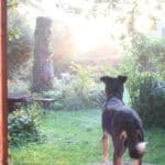 Tolles Ferienhaus in der Eifel mit Traumgarten - Reiseblog Bravebird