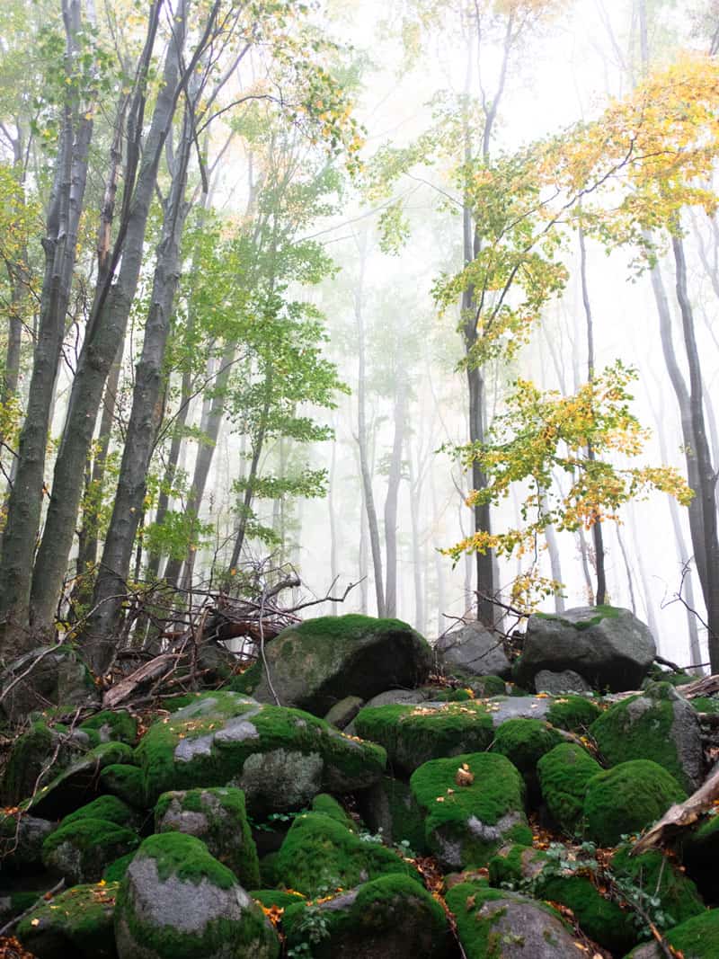Felsenmeer Odenwald Reisebericht - Ve Wolff - Reiseblog Bravebird