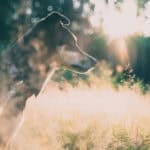 Anschaffung Hund - Das sollte man beachten