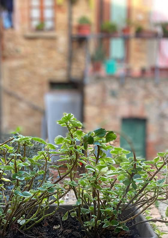 Ferienwohnung Tipp für Casale Marittimo in der Toskana - Reisemagazin Bravebird