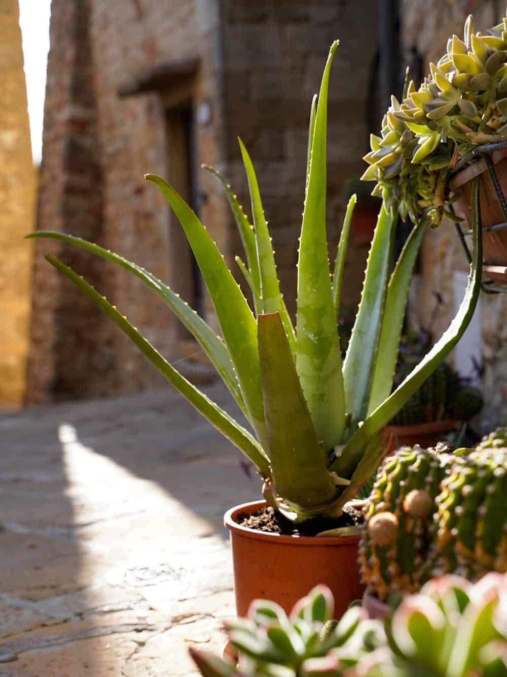 Casale Marittimo Bergdorf Toskana - Reisemagazin Bravebird