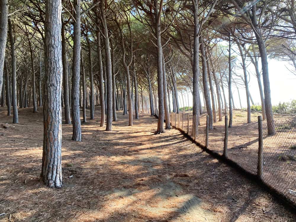 Pinienwald am Strand von Cecina - Reisemagazin Bravebird