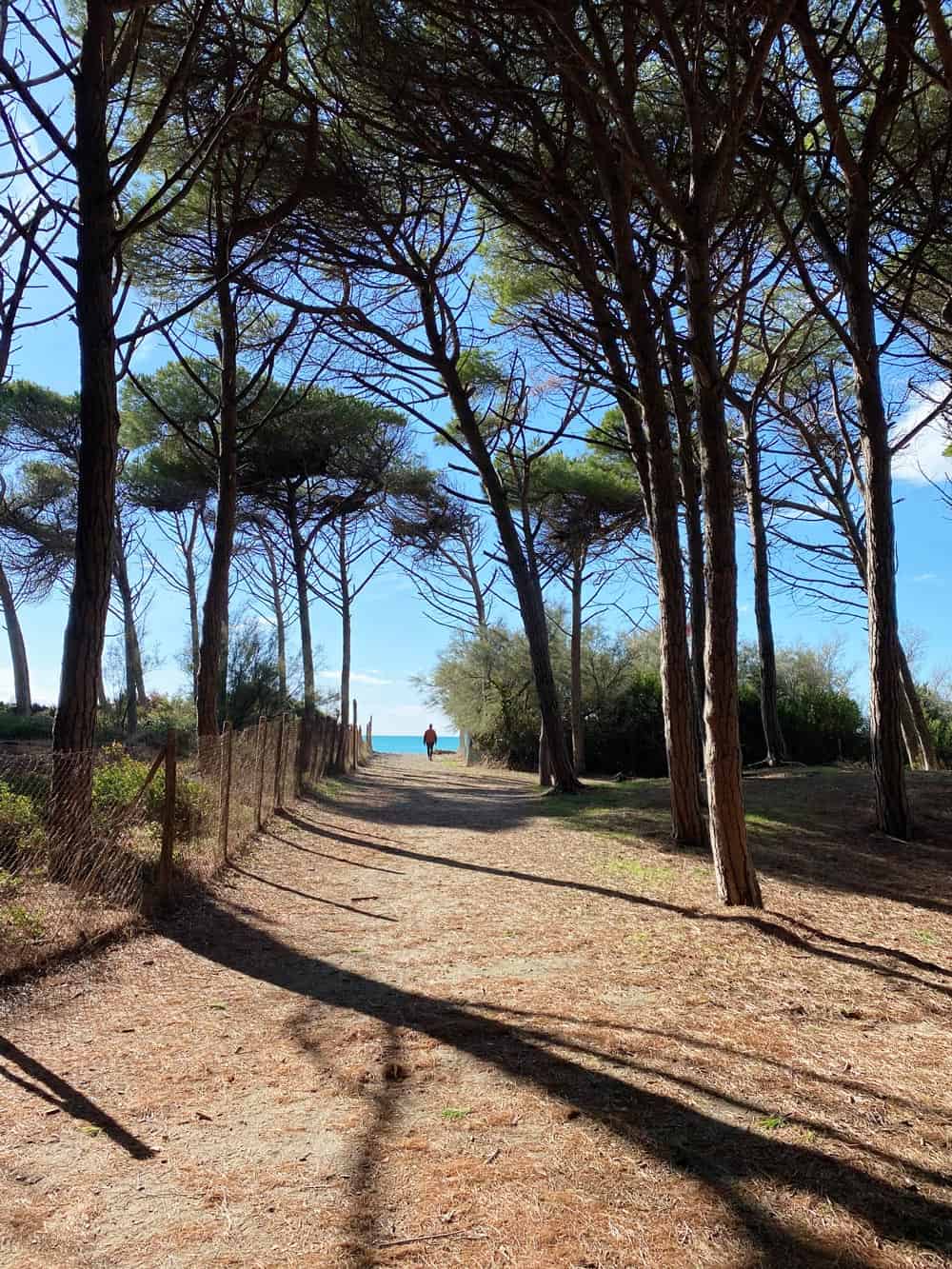 Pinienwald am Strand von Cecina - Reisemagazin Bravebird