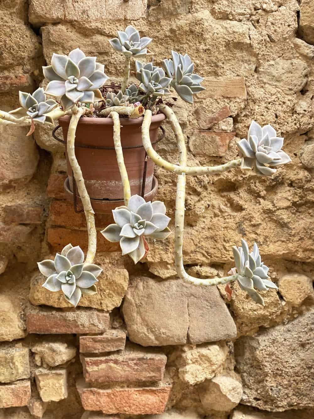 Casale Marittimo Bergdorf Toskana - Reisemagazin Bravebird