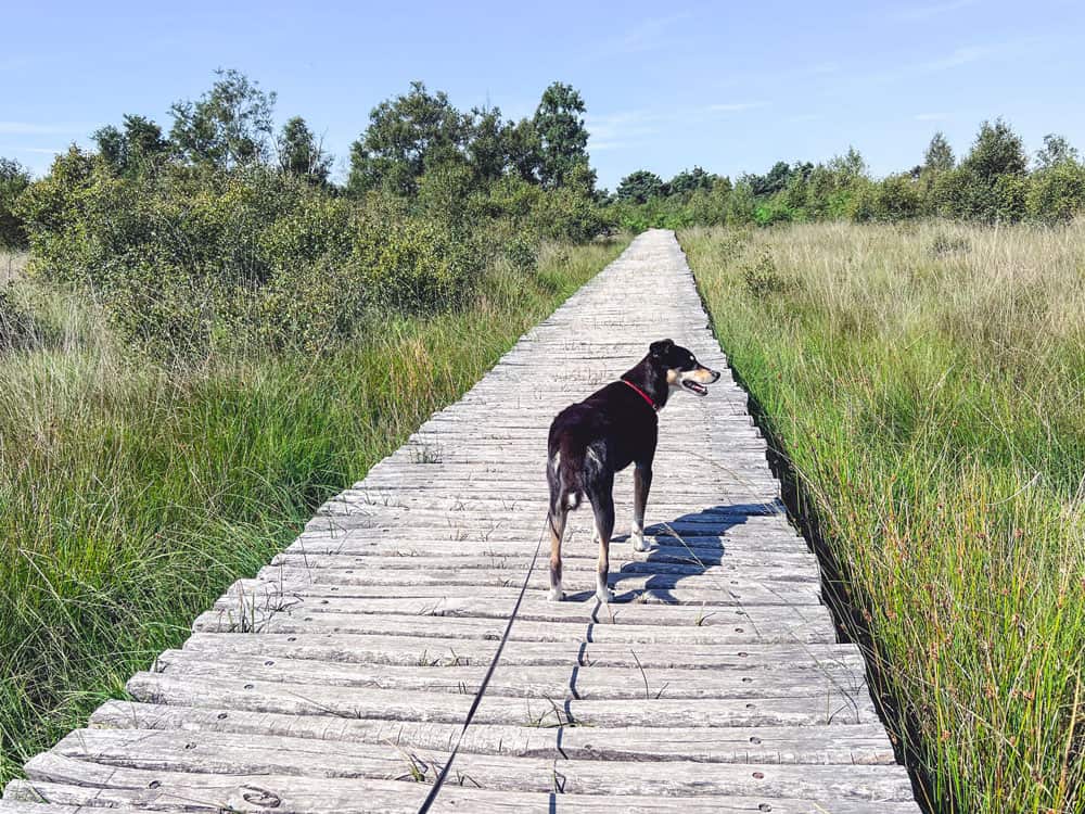 Wandern im Nationalpark De Groote Peel - Reisemagazin Bravebird