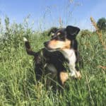 Reisekrankheit beim Hund - Das kann helfen - Reisemagazin Bravebird